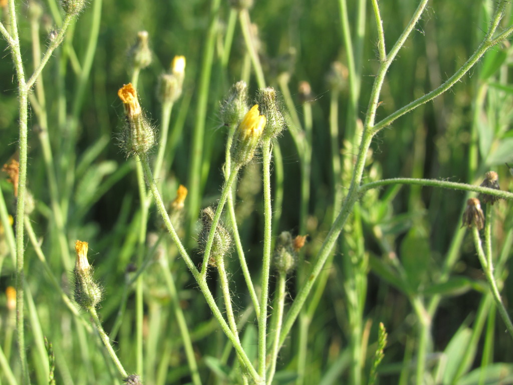 Pilosella brachiata