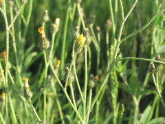 Pilosella brachiata
