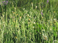 Pilosella brachiata