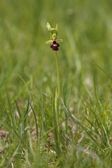 Ophrys × hybrida