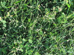 Pilosella brachiata