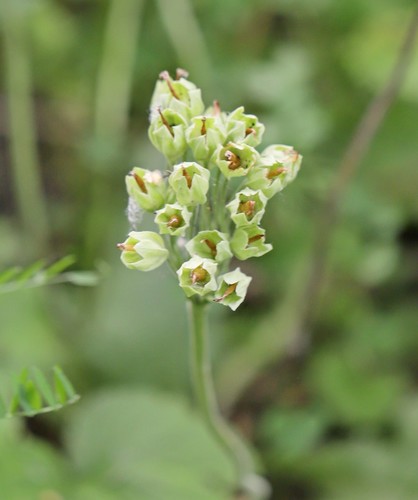 Pavasarinė raktažolė nuotrauka