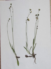 Pilosella brachiata