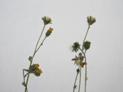 Pilosella brachiata