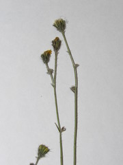 Pilosella brachiata