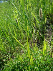 Alopecurus arundinaceus