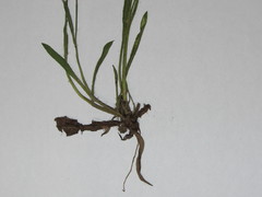 Pilosella brachiata