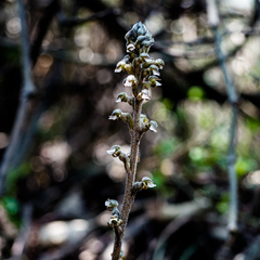 Sarcoglottis schaffneri