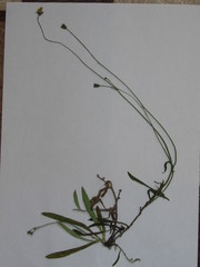 Pilosella brachiata
