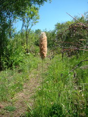 Alopecurus arundinaceus