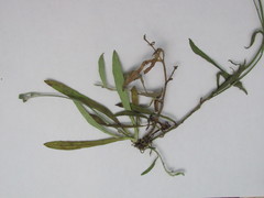 Pilosella brachiata