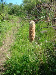 Alopecurus arundinaceus