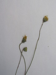 Pilosella brachiata