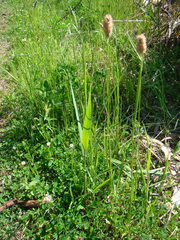 Alopecurus arundinaceus