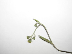 Pilosella brachiata