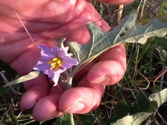 Solanum dimidiatum