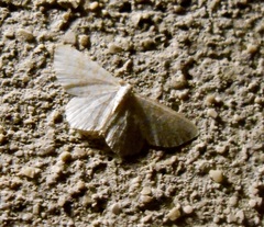 Asthena albulata
