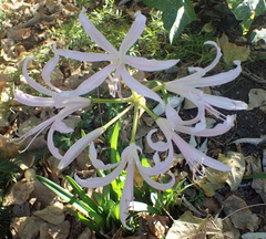 Nerine bowdenii