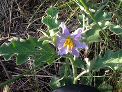 Solanum dimidiatum
