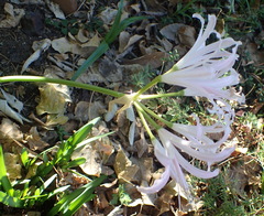 Nerine bowdenii