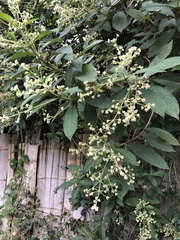 Lippia hirsuta