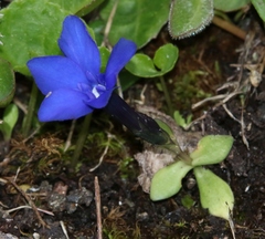 Gentiana brachyphylla brachyphylla
