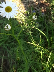 Tripleurospermum inodorum