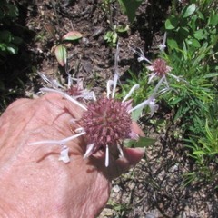 Monarda russeliana