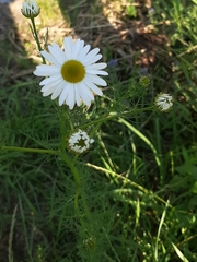 Tripleurospermum inodorum