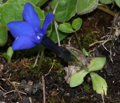 Gentiana brachyphylla brachyphylla