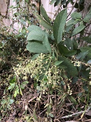 Lippia hirsuta
