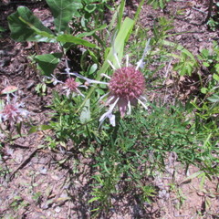 Monarda russeliana
