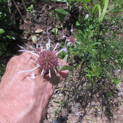 Monarda russeliana