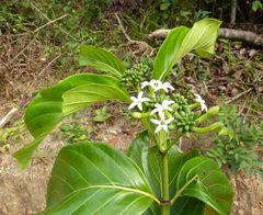Morinda geminata