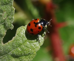Hippodamia quinquesignata