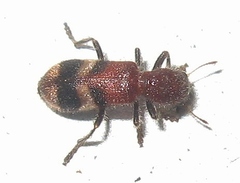 Enoclerus rosmarus