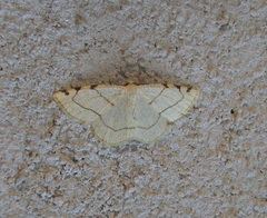 Stegania trimaculata