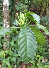 Tabernaemontana glandulosa