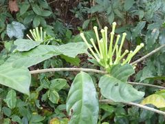 Tabernaemontana glandulosa