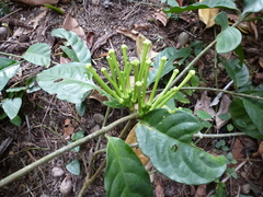 Tabernaemontana glandulosa