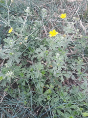 Potentilla argentea
