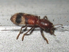 Enoclerus rosmarus