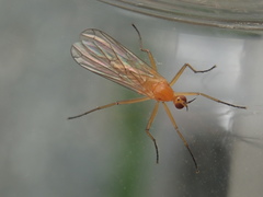 Empis lutea