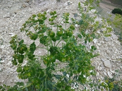 Euphorbia iberica