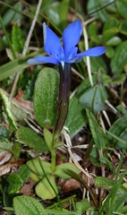 Gentiana brachyphylla brachyphylla