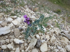 Vicia alpestris