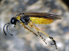 Athalia cordata
