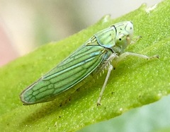 Graphocephala cythura