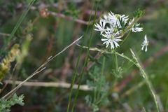 Thalictrum petaloideum