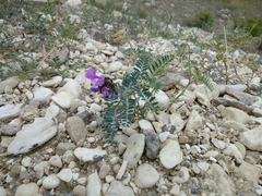 Vicia alpestris